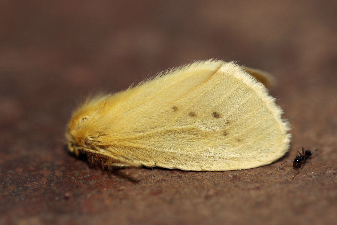/filer/webapps/moths/media/images/E/evanescens_Crorema_A_Voaden_01.jpg