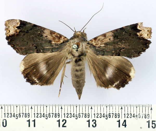 /filer/webapps/moths/media/images/E/evanescens_Nagia_AF_BMNH.jpg
