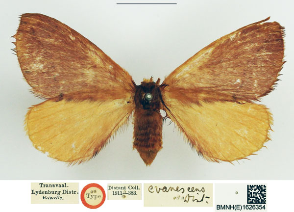 /filer/webapps/moths/media/images/E/evanescens_Phasicnecus_HT_NHMUK.jpg
