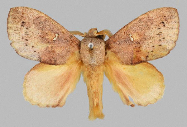 /filer/webapps/moths/media/images/E/evani_Chryseacampa_PTM_TMSA.jpg