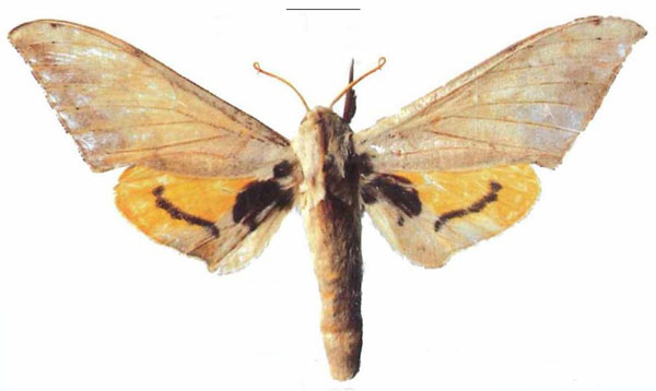 /filer/webapps/moths/media/images/E/evestigata_Pseudoclanis_HT_ZMUHa.jpg