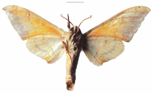 /filer/webapps/moths/media/images/E/evestigata_Pseudoclanis_HT_ZMUHb.jpg