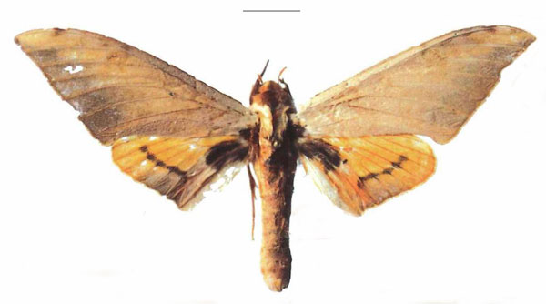 /filer/webapps/moths/media/images/E/evestigata_Pseudoclanis_PTM_ZMUH.jpg