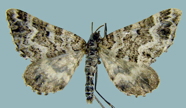 /filer/webapps/moths/media/images/E/eviscerata_Perizoma_AM_ZSMa.jpg