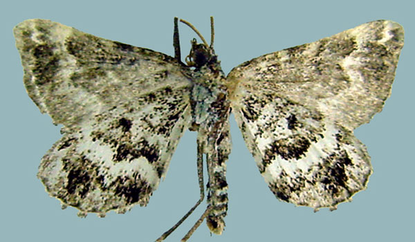 /filer/webapps/moths/media/images/E/eviscerata_Perizoma_AM_ZSMb.jpg