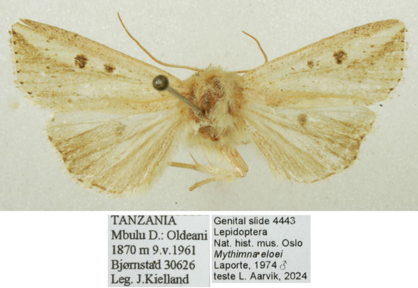 /filer/webapps/moths/media/images/E/evoei_Mythimna_AM_NHMO.jpg