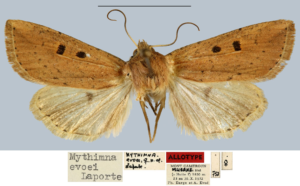 /filer/webapps/moths/media/images/E/evoei_Mythimna_AT_MNHN.jpg