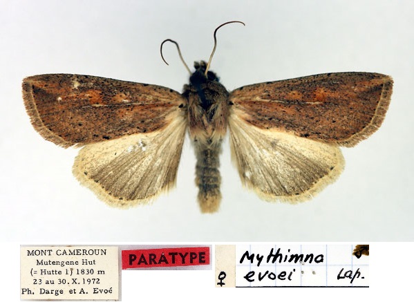 /filer/webapps/moths/media/images/E/evoei_Mythimna_PTF_Aulombard.jpg