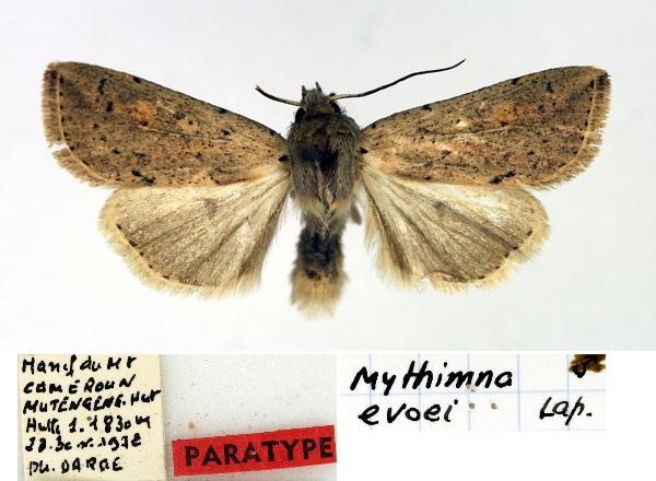 /filer/webapps/moths/media/images/E/evoei_Mythimna_PTM_Aulombard.jpg