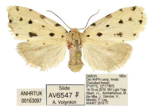 /filer/webapps/moths/media/images/E/evrys_Siccia_PTF_ANHRT.jpg