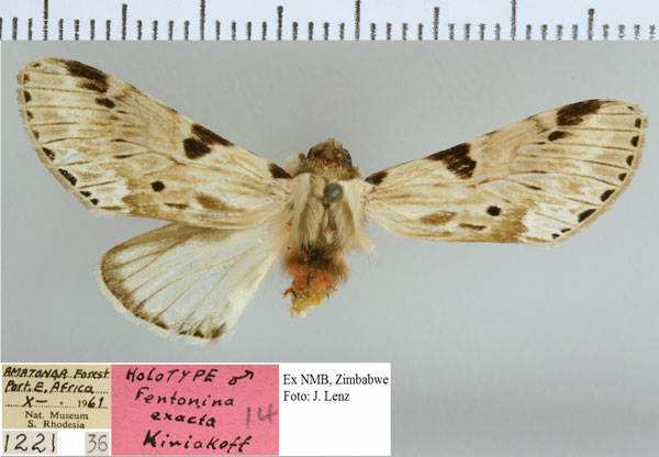 /filer/webapps/moths/media/images/E/exacta_Fentonina_HT_NMB.jpg