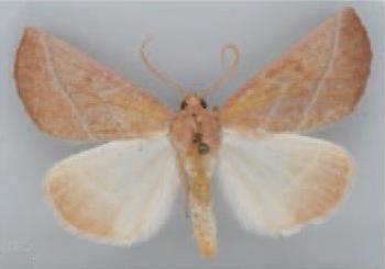 /filer/webapps/moths/media/images/E/exalbescens_Terpnostola_HT_TMSA.jpg