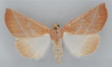 /filer/webapps/moths/media/images/E/exalbescens_Terpnostola_PT_TMSA.jpg