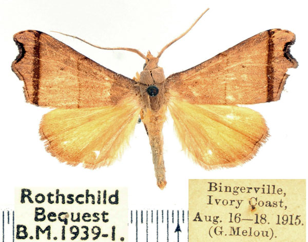 /filer/webapps/moths/media/images/E/exangulata_Paralephana_AM_BMNH.jpg