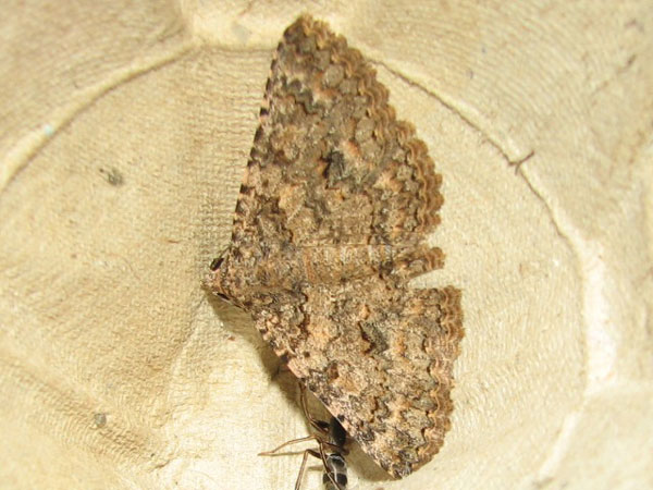 /filer/webapps/moths/media/images/E/exarata_Heteropalpia_A_Goff_01.jpg
