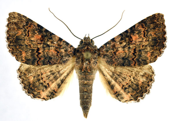 /filer/webapps/moths/media/images/E/exarata_Heteropalpia_A_NHMO.jpg