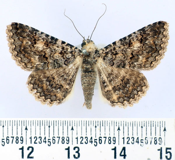 /filer/webapps/moths/media/images/E/exarata_Rhabdophera_AF_BMNH.jpg