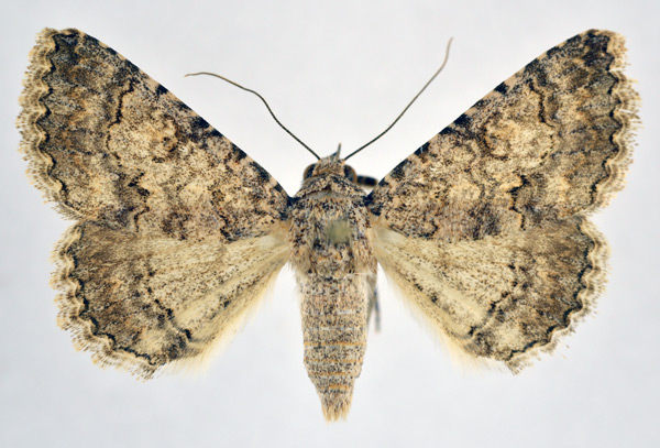 /filer/webapps/moths/media/images/E/exarata_Rhabdophera_A_NHMO.jpg