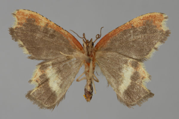 /filer/webapps/moths/media/images/E/excavata_Bathycolpodes_A_ZSM_02.jpg