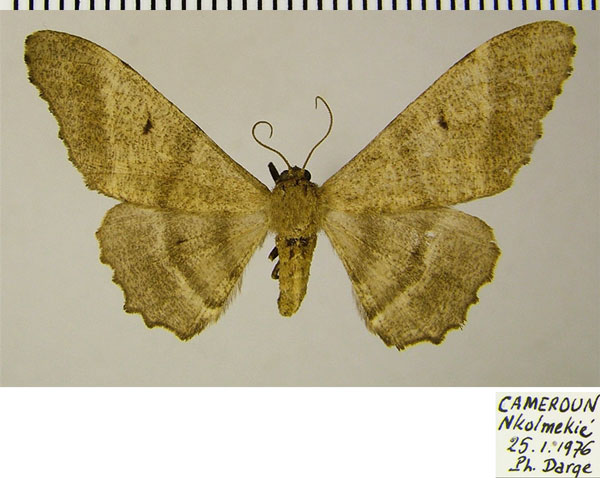 /filer/webapps/moths/media/images/E/excavata_Eulycia_AF_ZSM.jpg