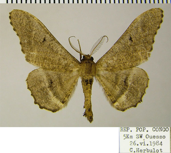 /filer/webapps/moths/media/images/E/excavata_Eulycia_AM_ZSMa.jpg