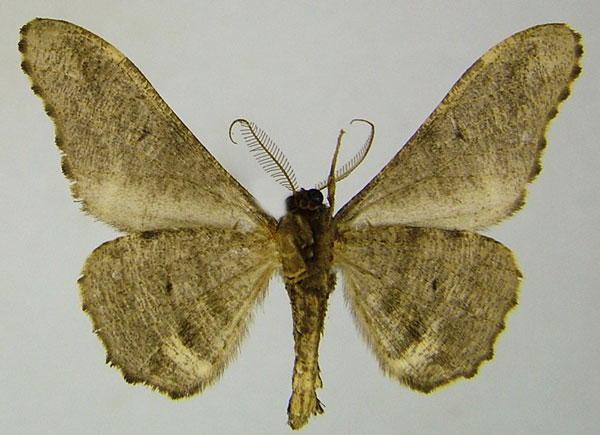 /filer/webapps/moths/media/images/E/excavata_Eulycia_AM_ZSMb.jpg