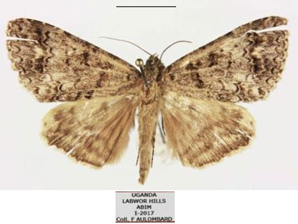 /filer/webapps/moths/media/images/E/excavata_Metatacha_AM_Basquin.jpg