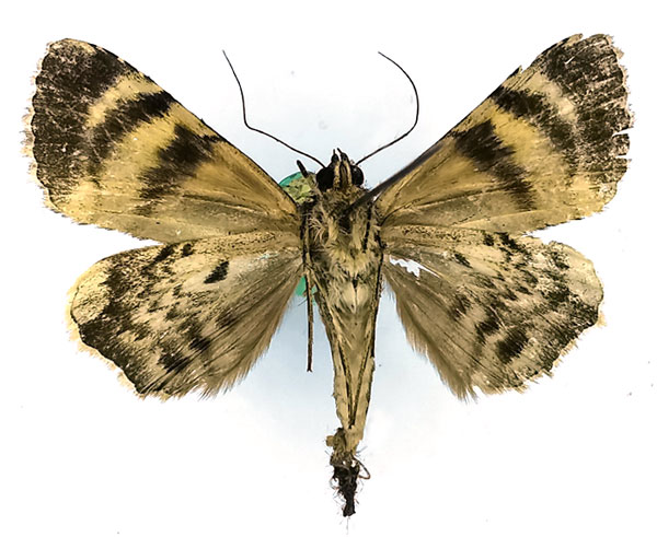 /filer/webapps/moths/media/images/E/excavata_Metatacha_AM_Basquinb.jpg