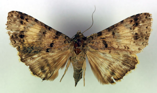 /filer/webapps/moths/media/images/E/excavata_Metatacha_A_RMCA.jpg