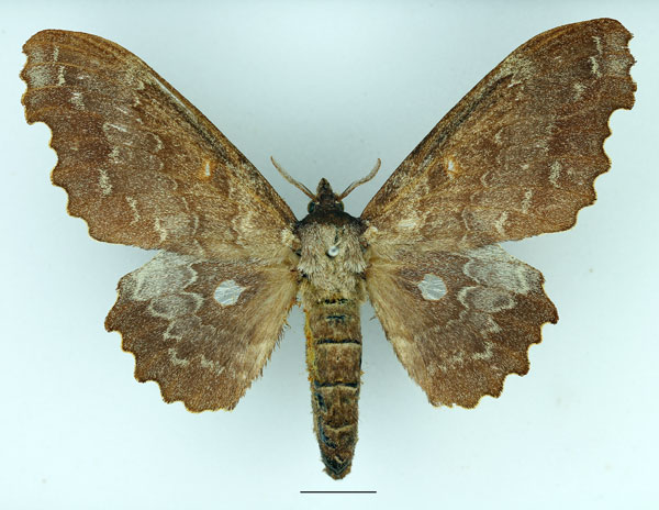 /filer/webapps/moths/media/images/E/excavata_Mimopacha_AF_Basquin_01.jpg