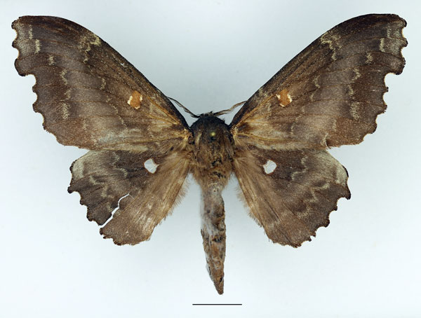 /filer/webapps/moths/media/images/E/excavata_Mimopacha_AF_Basquin_02.jpg