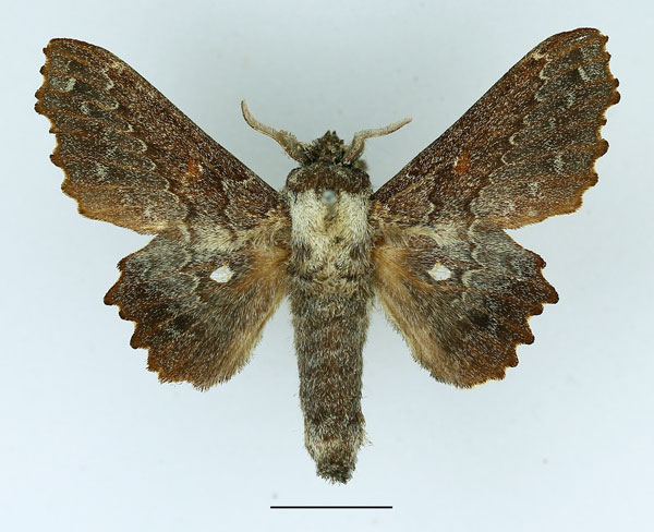 /filer/webapps/moths/media/images/E/excavata_Mimopacha_AM_Basquin_01.jpg
