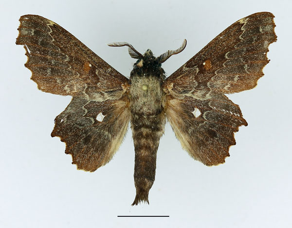 /filer/webapps/moths/media/images/E/excavata_Mimopacha_AM_Basquin_02.jpg