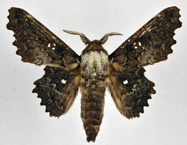 /filer/webapps/moths/media/images/E/excavata_Mimopacha_AM_NHMO.jpg