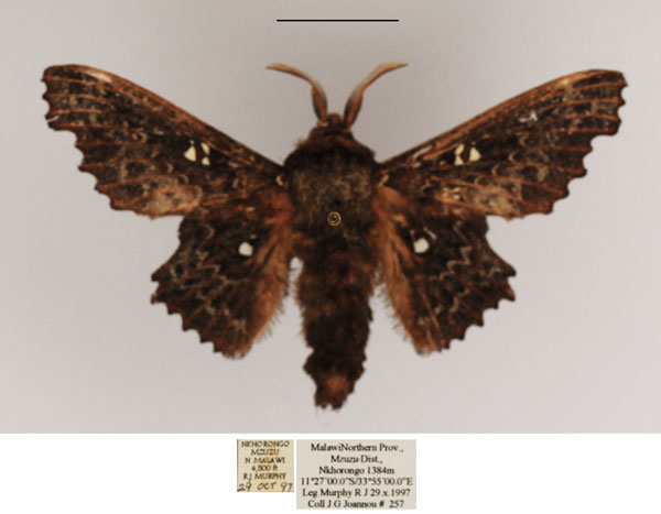 /filer/webapps/moths/media/images/E/excavata_Mimopacha_AM_TMSA.jpg