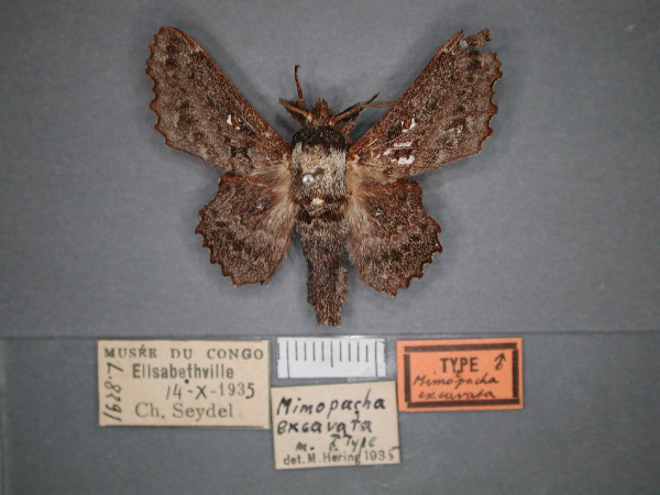 /filer/webapps/moths/media/images/E/excavata_Mimopacha_HT_RMCA_01.jpg