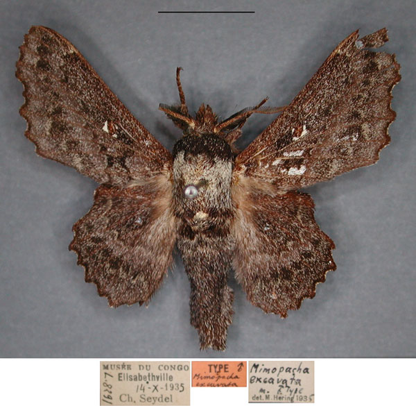 /filer/webapps/moths/media/images/E/excavata_Mimopacha_HT_RMCA_01_h9aZzAf.jpg