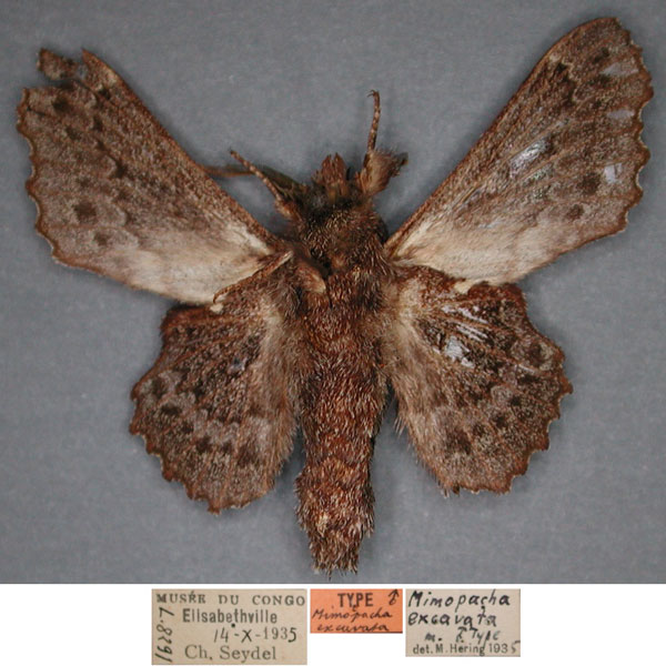/filer/webapps/moths/media/images/E/excavata_Mimopacha_HT_RMCA_02_Zsc9s30.jpg