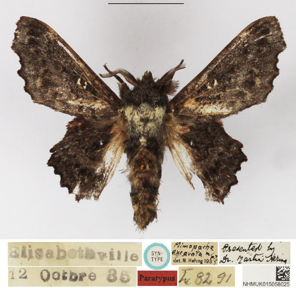 /filer/webapps/moths/media/images/E/excavata_Mimopacha_STM_NHMUK.jpg