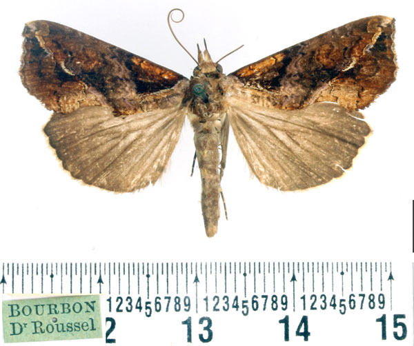 /filer/webapps/moths/media/images/E/excavata_Plusiodonta_AM_BMNH.jpg
