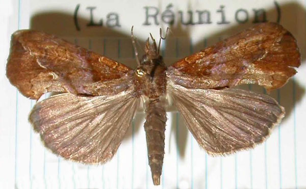 /filer/webapps/moths/media/images/E/excavata_Plusiodonta_AM_MNHN_01.jpg