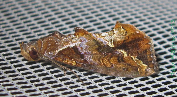 /filer/webapps/moths/media/images/E/excavata_Plusiodonta_A_Bippus_01.jpg