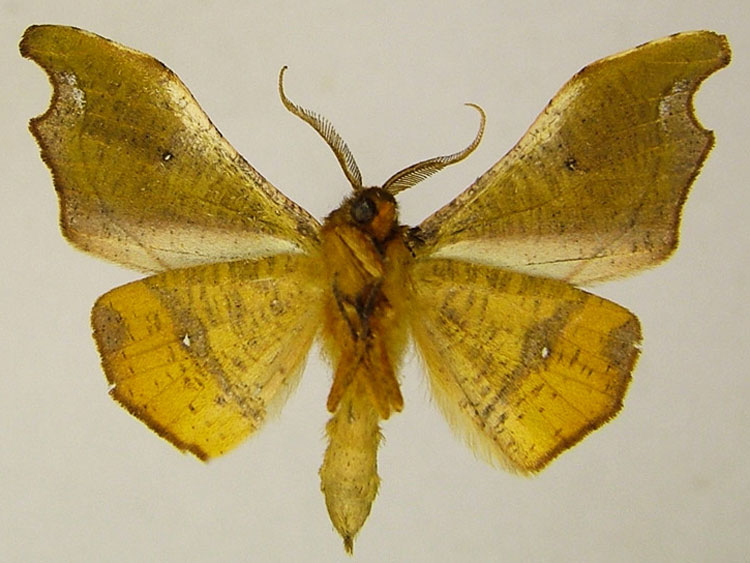 /filer/webapps/moths/media/images/E/excavata_Sphingomima_HT_ZSMb.jpg