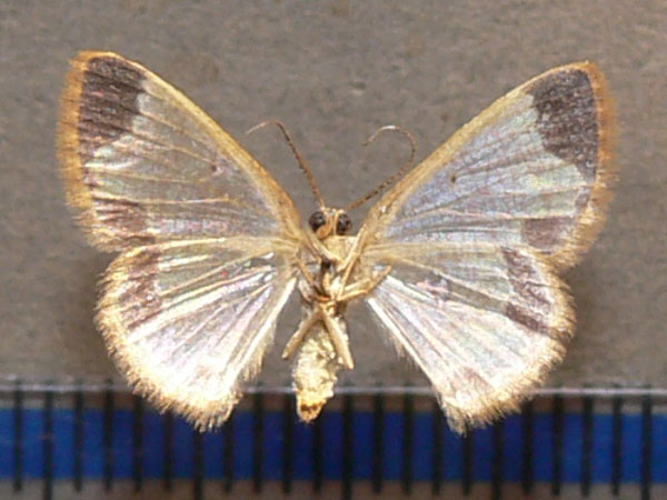 /filer/webapps/moths/media/images/E/excavata_Zamarada_A_Goff_02.jpg