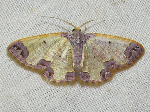 /filer/webapps/moths/media/images/E/excavata_Zamarada_A_Goff_03.jpg