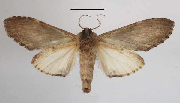 /filer/webapps/moths/media/images/E/excellens_Atrasana_AF_MGCLb_01.JPG
