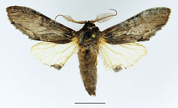 /filer/webapps/moths/media/images/E/excellens_Atrasana_AM_Basquin_01.jpg