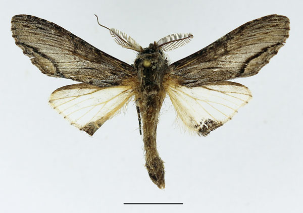 /filer/webapps/moths/media/images/E/excellens_Atrasana_AM_Basquin_02.jpg