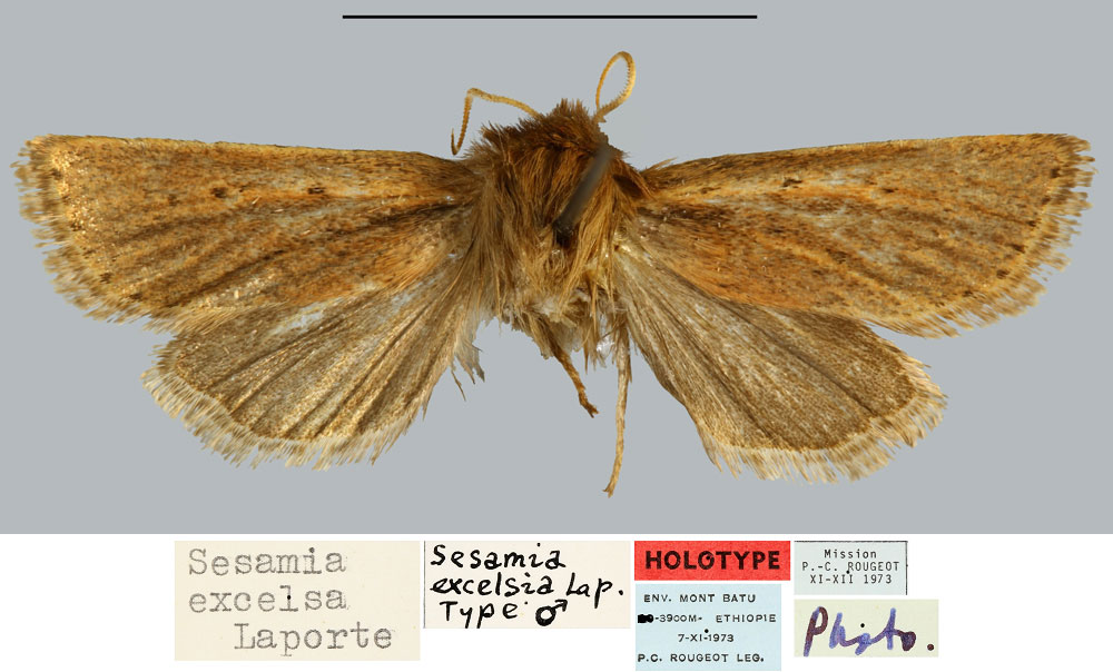 /filer/webapps/moths/media/images/E/excelsa_Sesamia_HT_MNHN.jpg