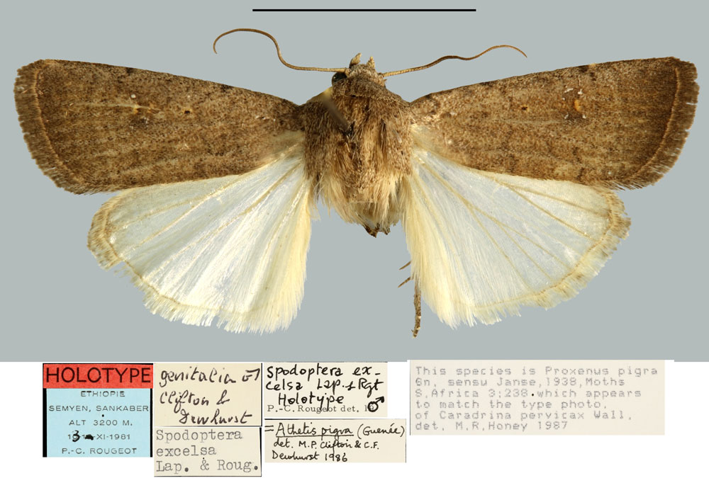 /filer/webapps/moths/media/images/E/excelsa_Spodoptera_HT_MNHN.jpg